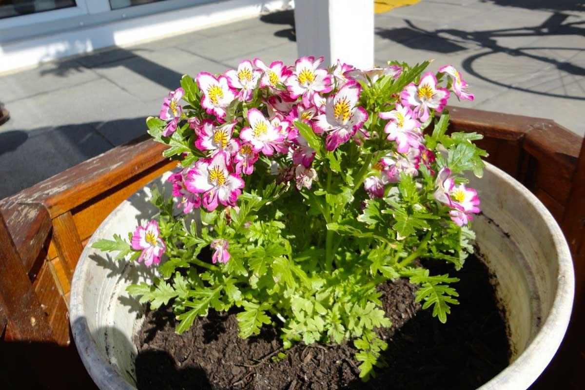 Schizanthus aus Samen zu Hause anbauen