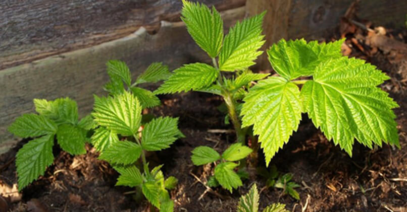 Schottische Methode zur Vermehrung von Himbeeren