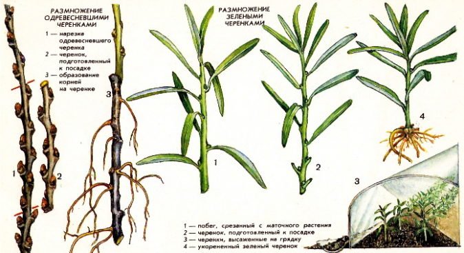 Vermehrung von Sanddorn durch Stecklinge im Frühling