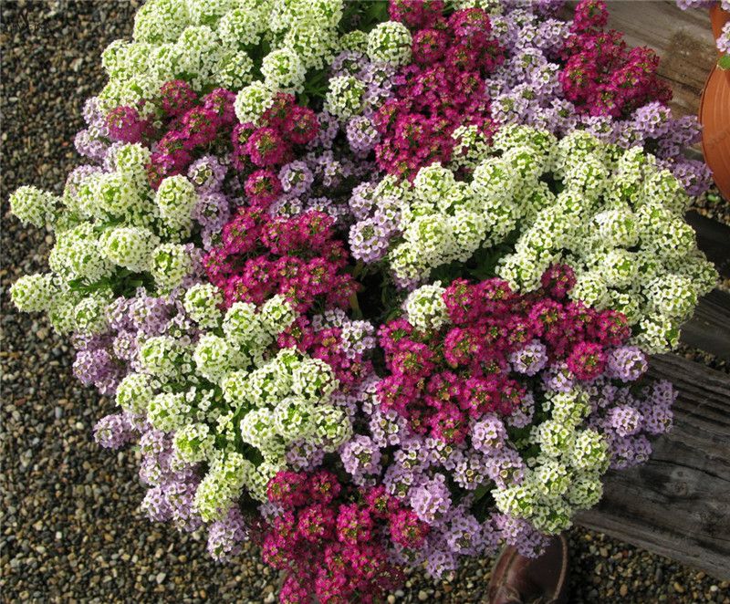 Duftsteinrich (Lobularia maritima) und sein Anbau