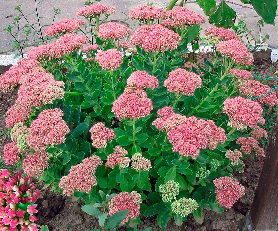 Sedum: Pflege und Vermehrung
