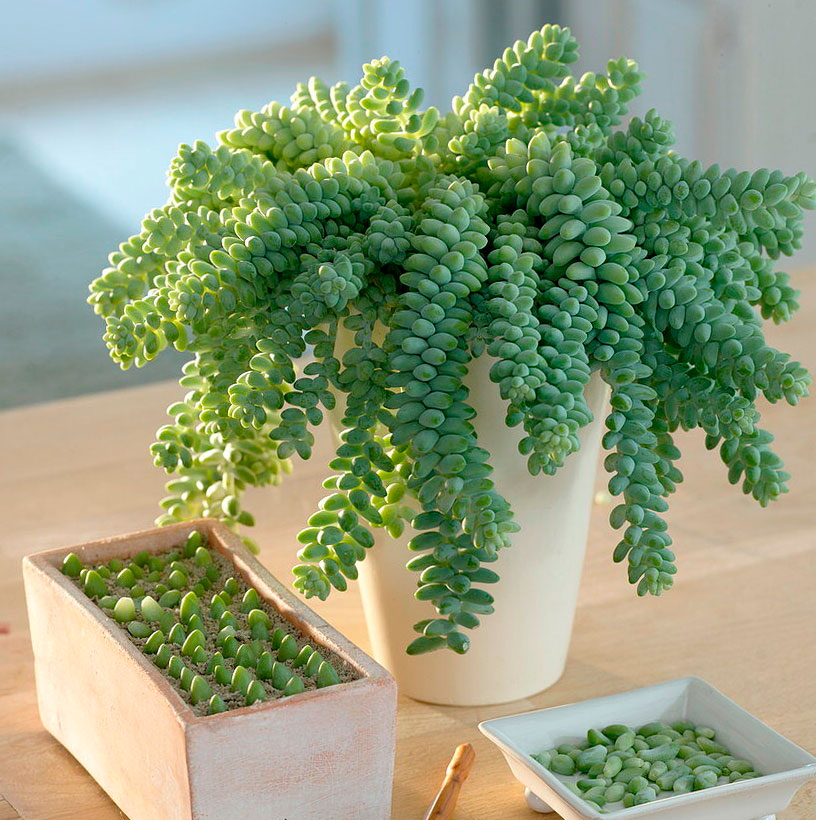Sedum: Pflanzung und Pflege im Haus