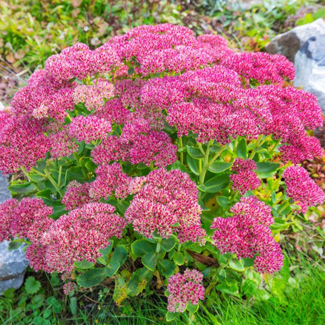 Sedum: Pflanzung und Pflege im Freiland