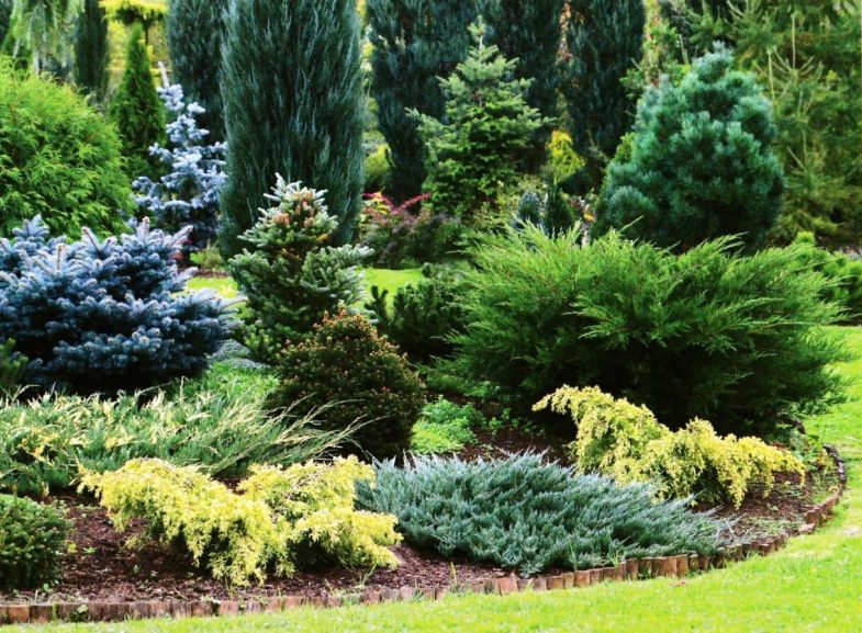 Schattenliebende Nadelgehölze für den Garten
