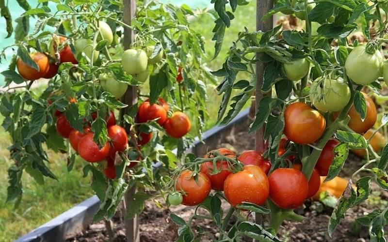 Schattentolerante Tomaten für den Freilandanbau