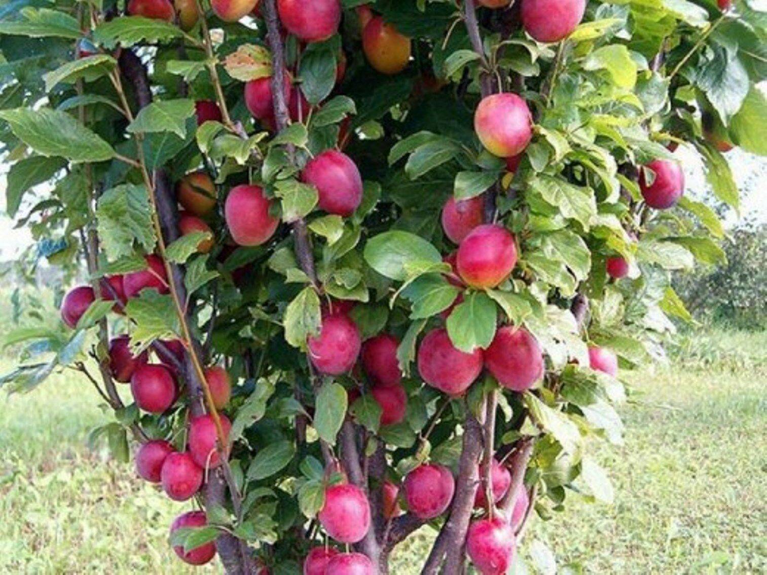 Scharafuga-Baum: Pflanzung und Pflege