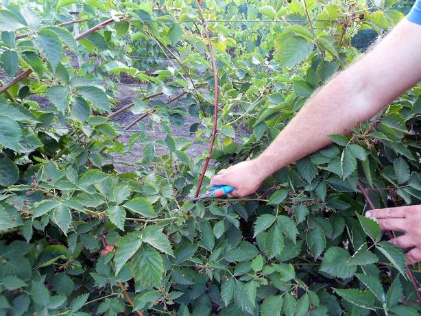 Muss man Brombeeren für den Winter zurückschneiden?