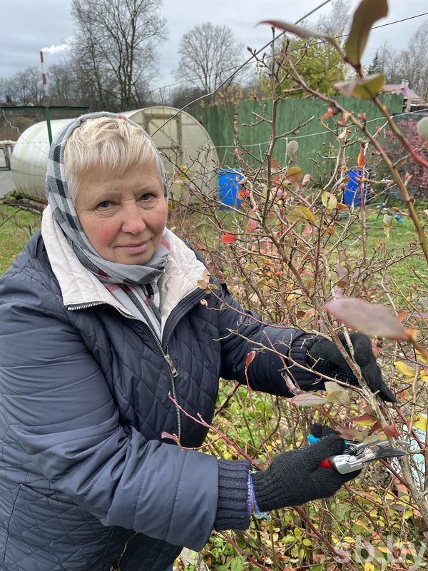 Müssen Sie die Heidelbeere im Herbst schneiden?