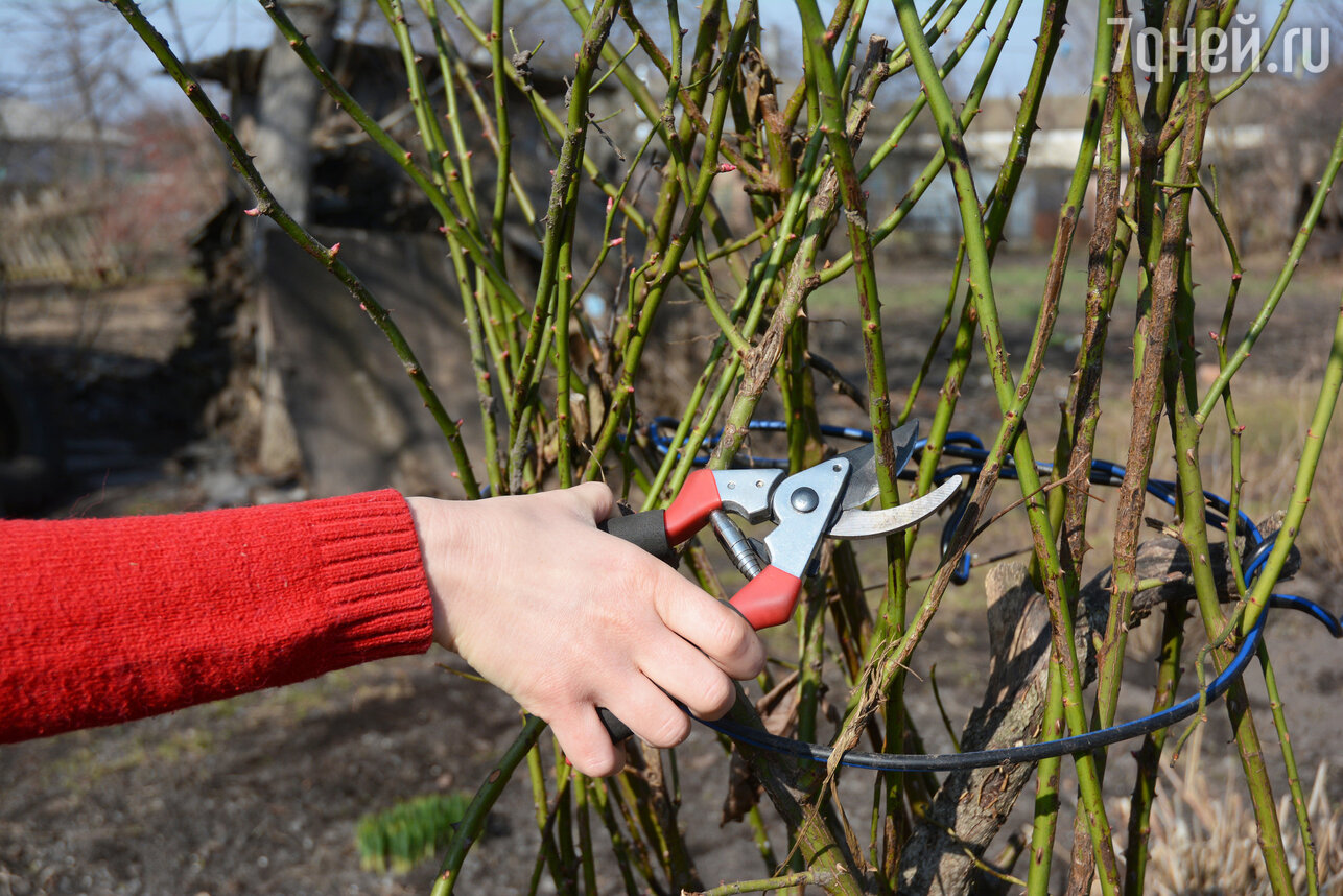 Müssen kanadische Rosen für den Winter zurückgeschnitten werden?