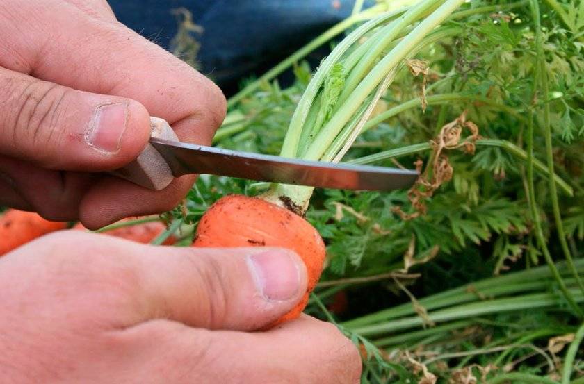 Muss das Kraut von Karotten abgeschnitten werden?