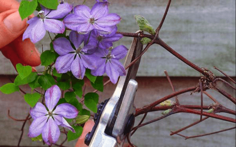 Muss man Clematis für den Winter zurückschneiden?