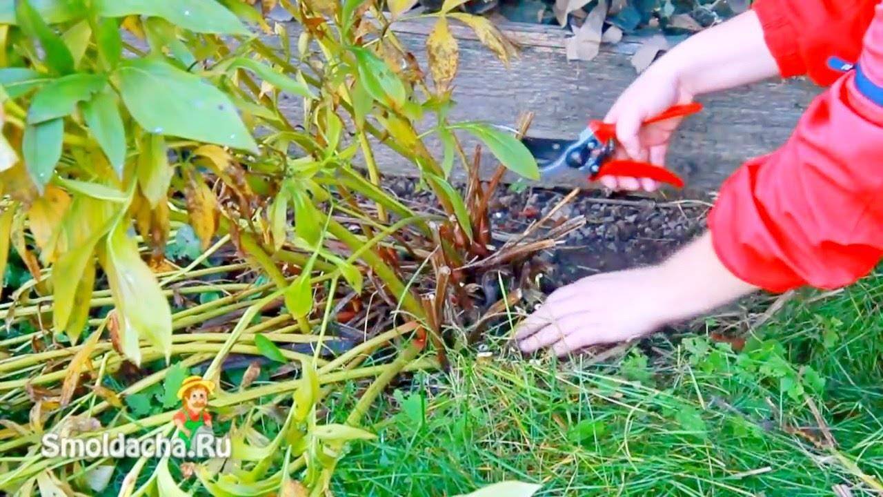 Müssen Sie Taglilien für den Winter zurückschneiden?
