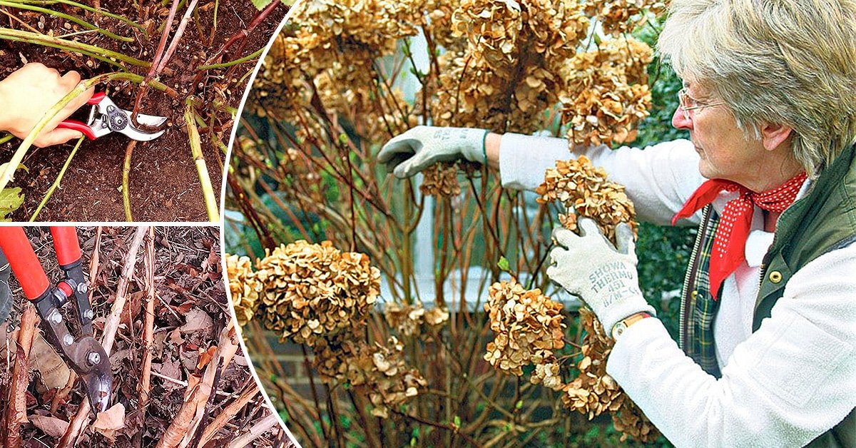 Muss man die Hosta für den Winter zurückschneiden?