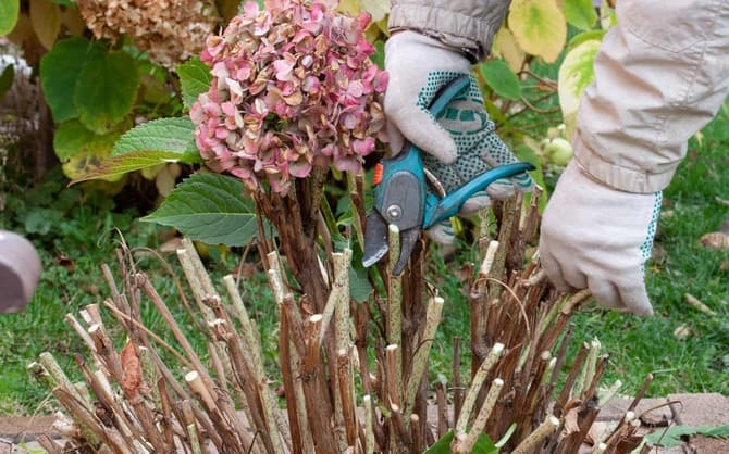 Muss die Hortensie im Herbst geschnitten werden?