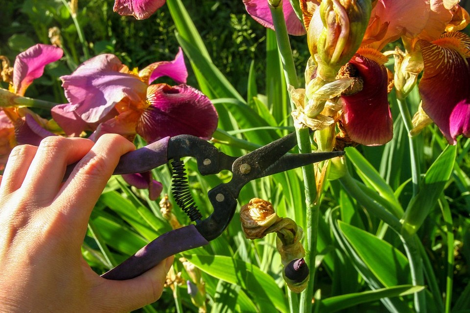 Muss man Iris für den Winter zurückschneiden?