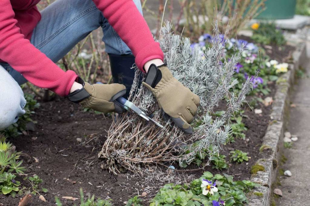Muss man Lavendel für den Winter zurückschneiden?
