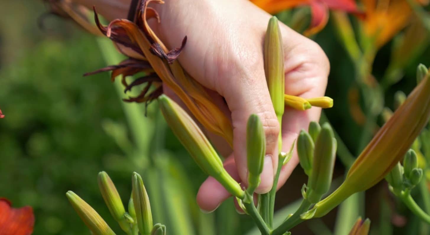 Muss man Lilien nach der Blüte schneiden?