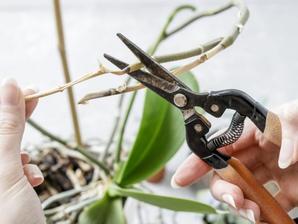 Sollten Sie die Luftwurzeln einer Orchidee beschneiden?