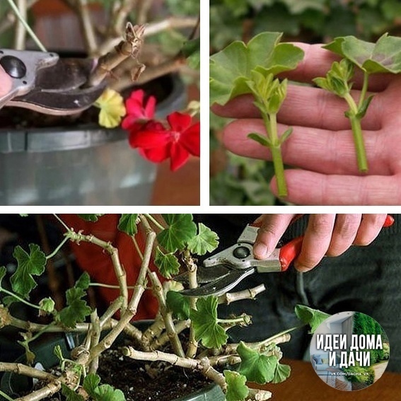 Muss man die Pelargonie für den Winter zurückschneiden?