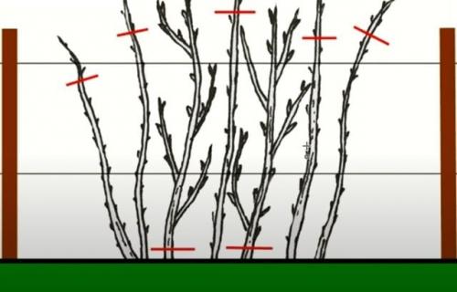 Muss man Himbeeren im Herbst für den Winter schneiden?
