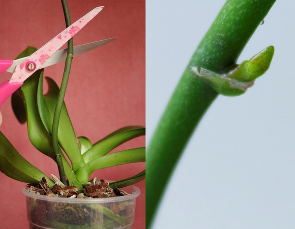 Müssen Sie verblühte Blütenstiele bei Orchideen zurückschneiden?