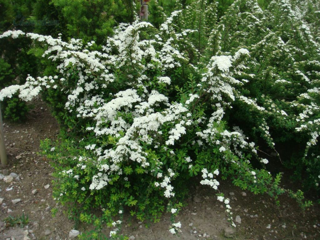 Muss die Spirea für den Winter geschnitten werden?