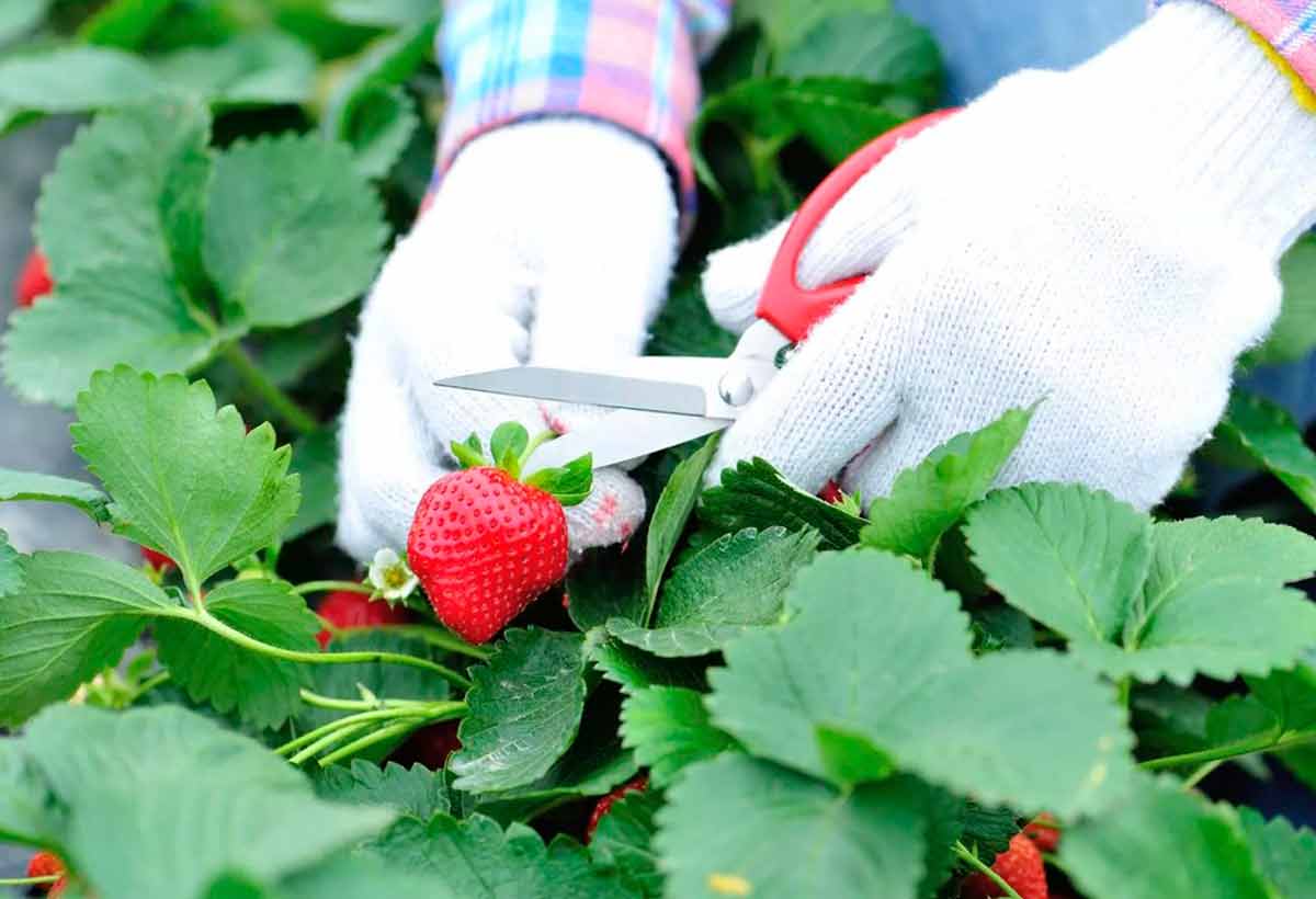 Muss man die Erdbeeren für den Winter zurückschneiden?