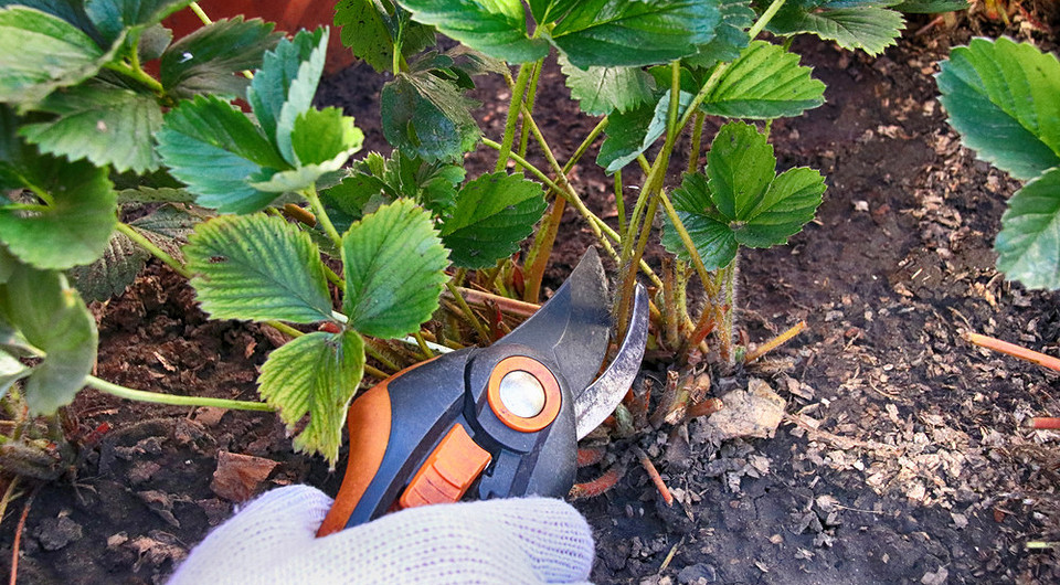 Muss man Erdbeeren im Herbst für den Winter zurückschneiden?