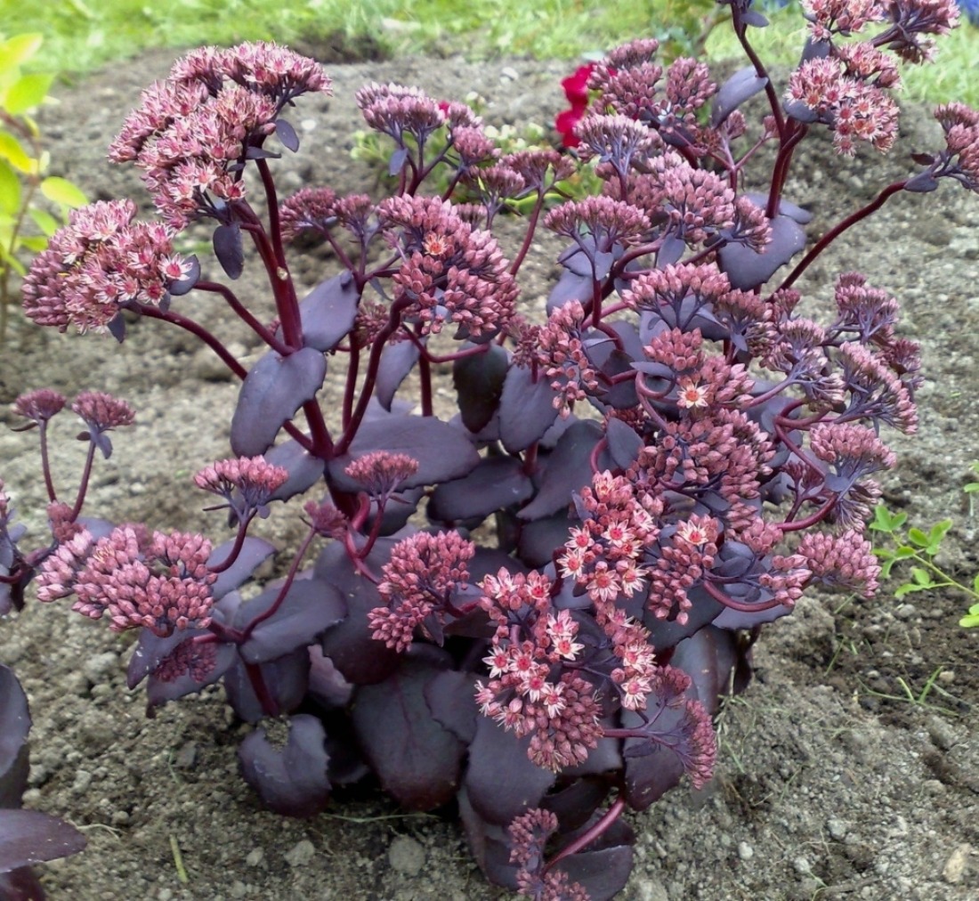 Sedum spectabile Vermehrung durch Stecklinge im Herbst
