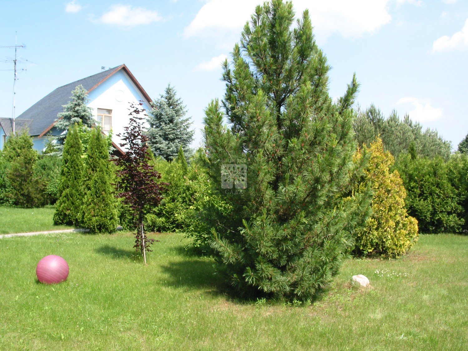 Sibirische Zeder pflanzen und anbauen im Garten