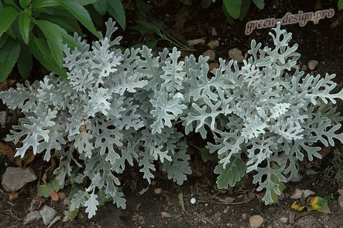 Cineraria maritima: Vermehrung durch Stecklinge