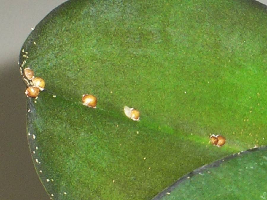 Im Orchideensubstrat haben sich kleine Insekten eingenistet