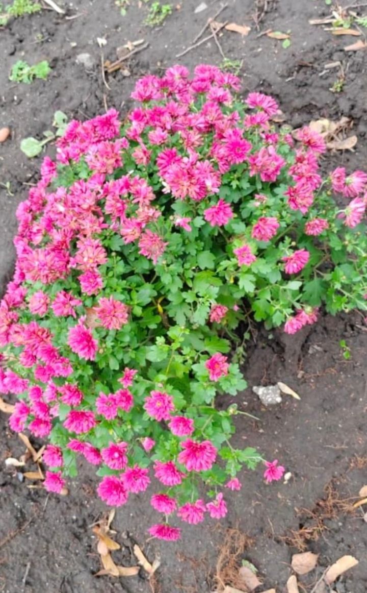 Kleine Chrysanthemen – Pflanzung, Pflege und Überwinterung
