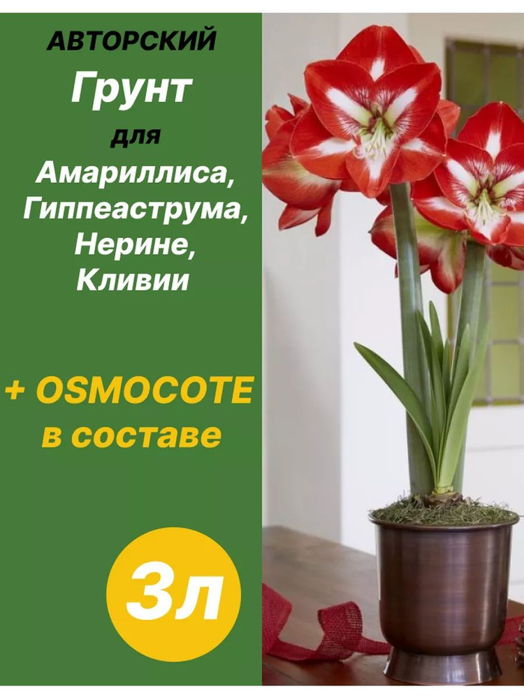 Erde für die Amaryllis