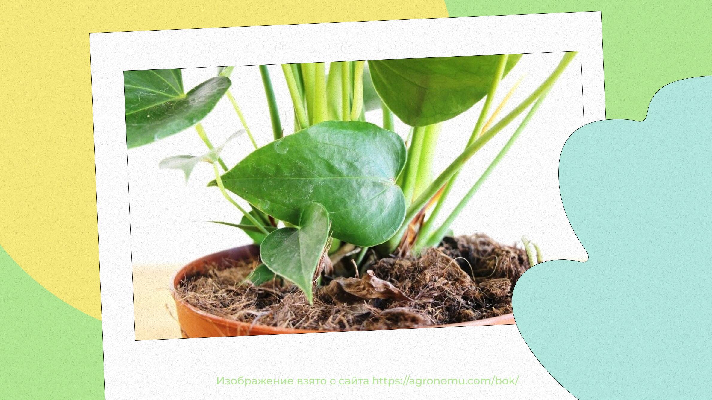 Erde für Anthurium im Haus