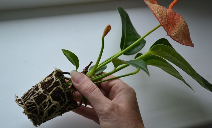 Welcher Boden wird für Anthurium benötigt?