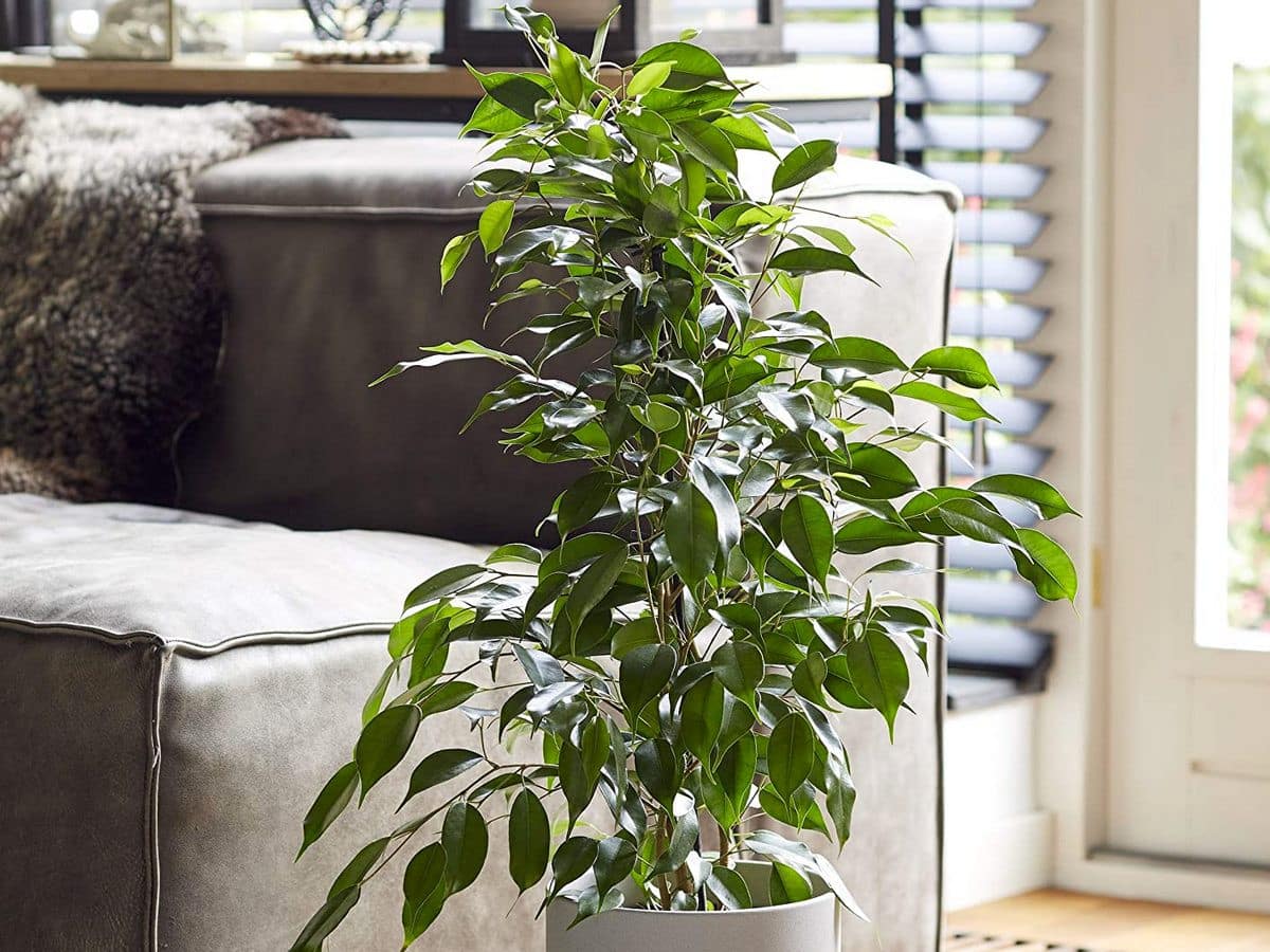 Erde für den Ficus Benjamini zu Hause