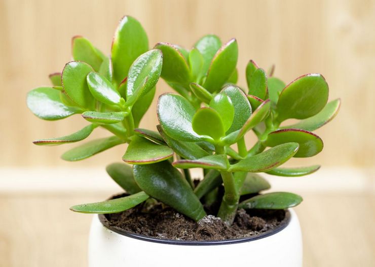 Erde für die Crassula