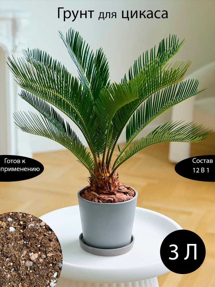 Boden für Cycas