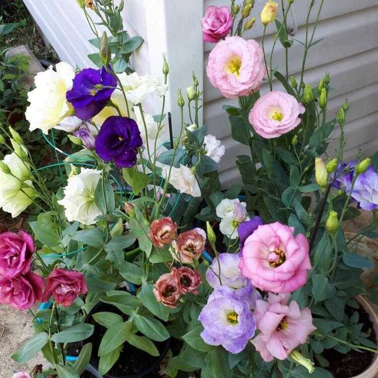 Erde für Eustoma im Topf