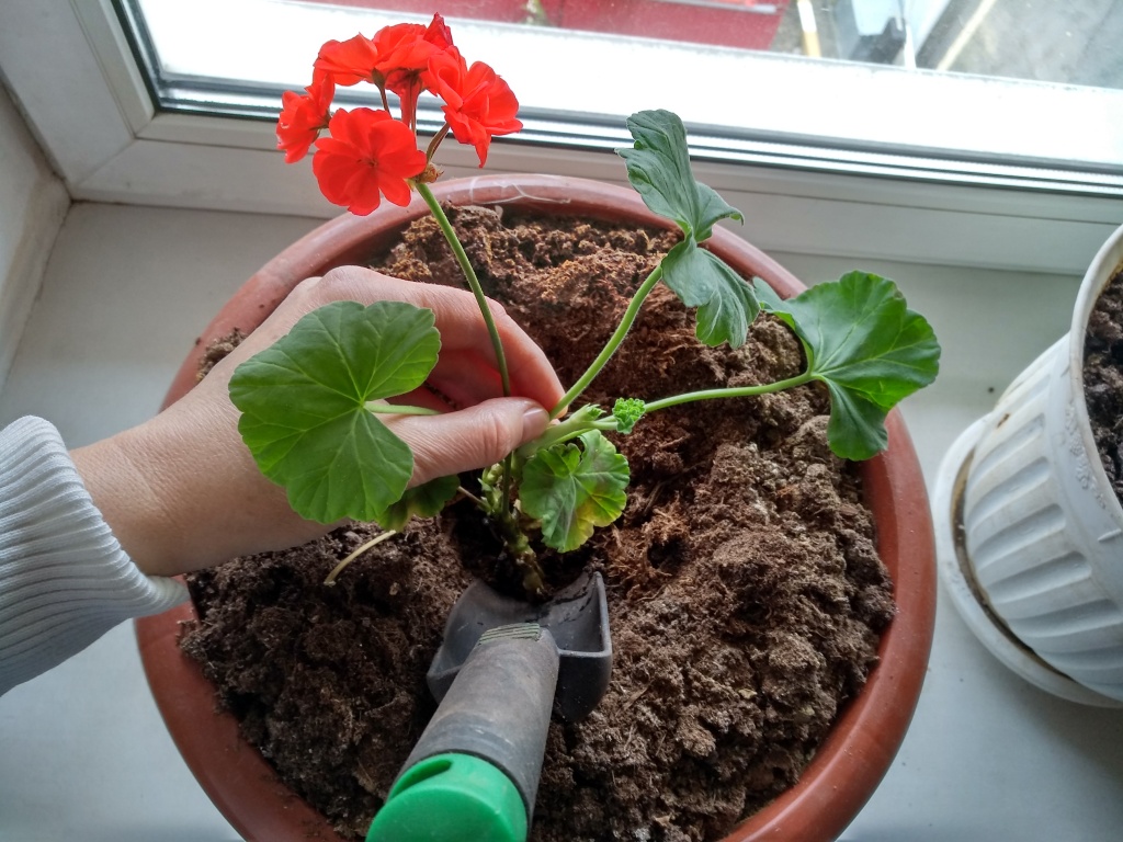 Erde für Geranien im Haus
