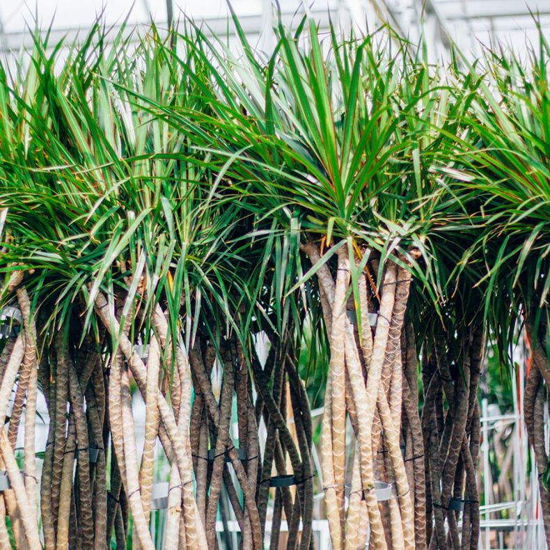 Erde für die Zimmer-Dracaena