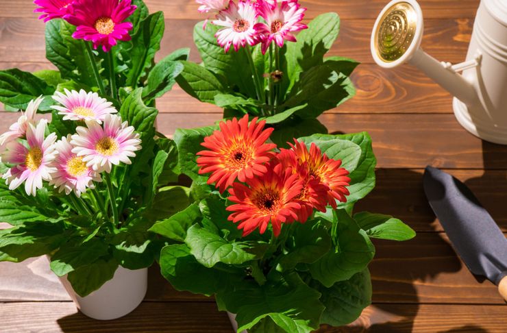 Erde für Zimmergerbera