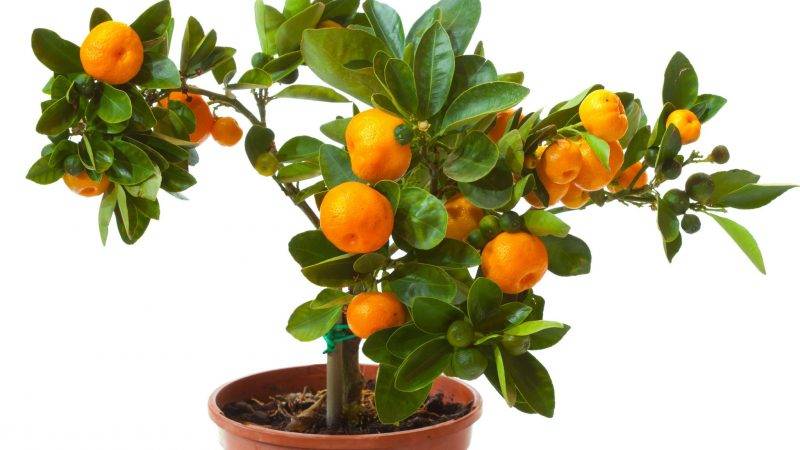 Erde für den Mandarinenbaum im Haus