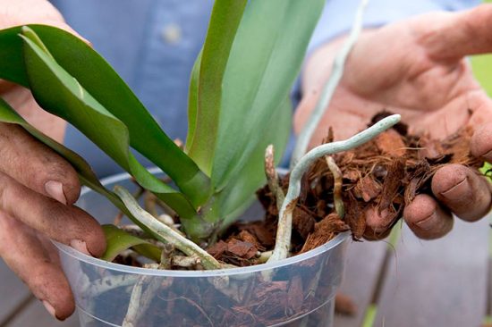 Erde für Orchideen selbst herstellen