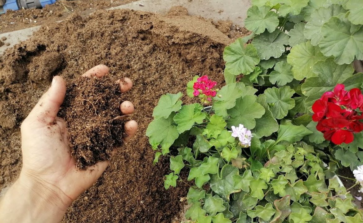 Erde für Pelargonien selbst herstellen
