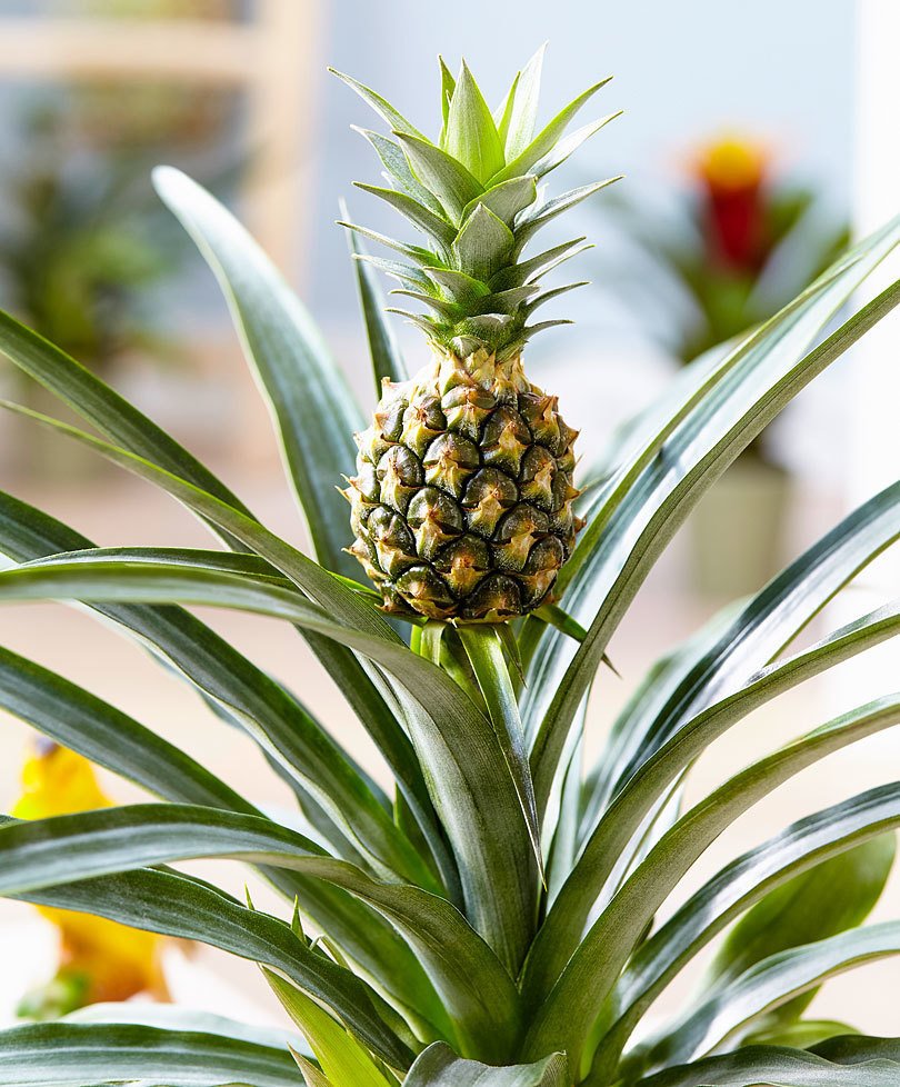 Erde für Ananas zu Hause
