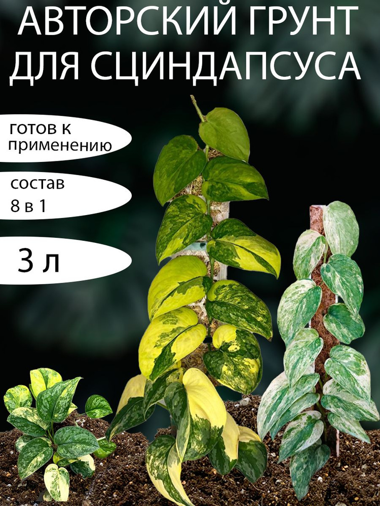 Erde für Scindapsus