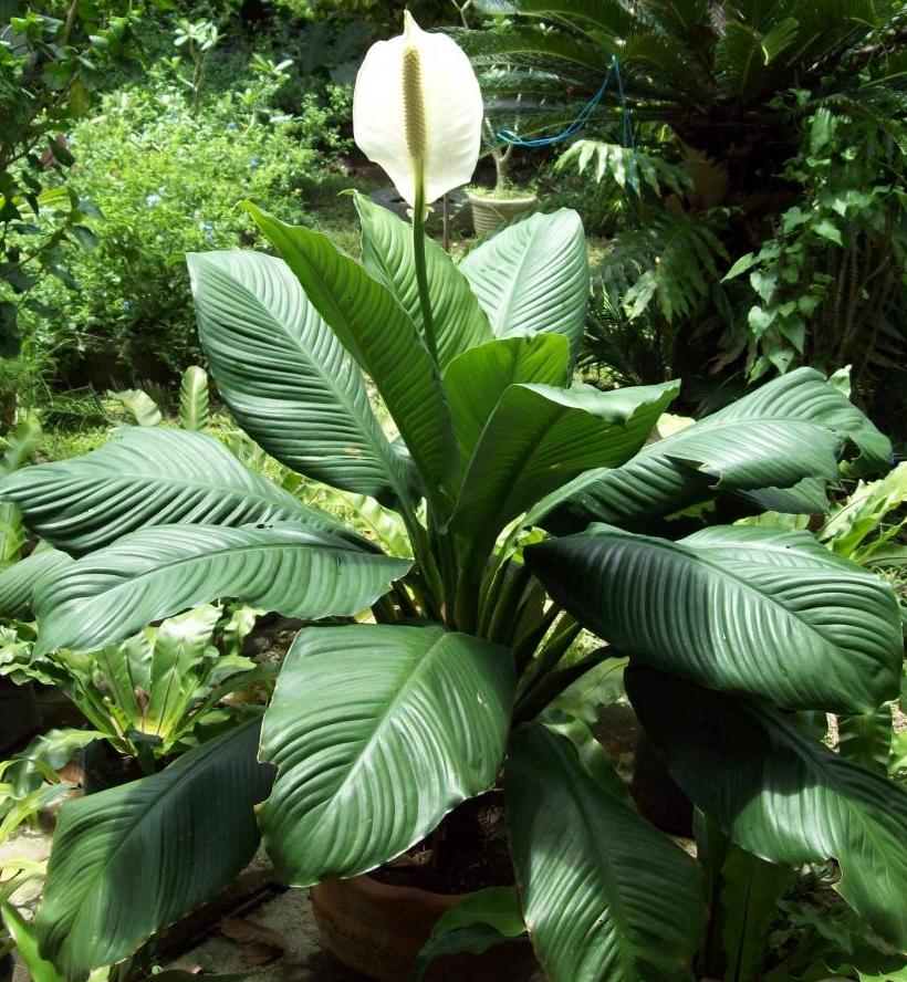 Erde für Spathiphyllum zu Hause