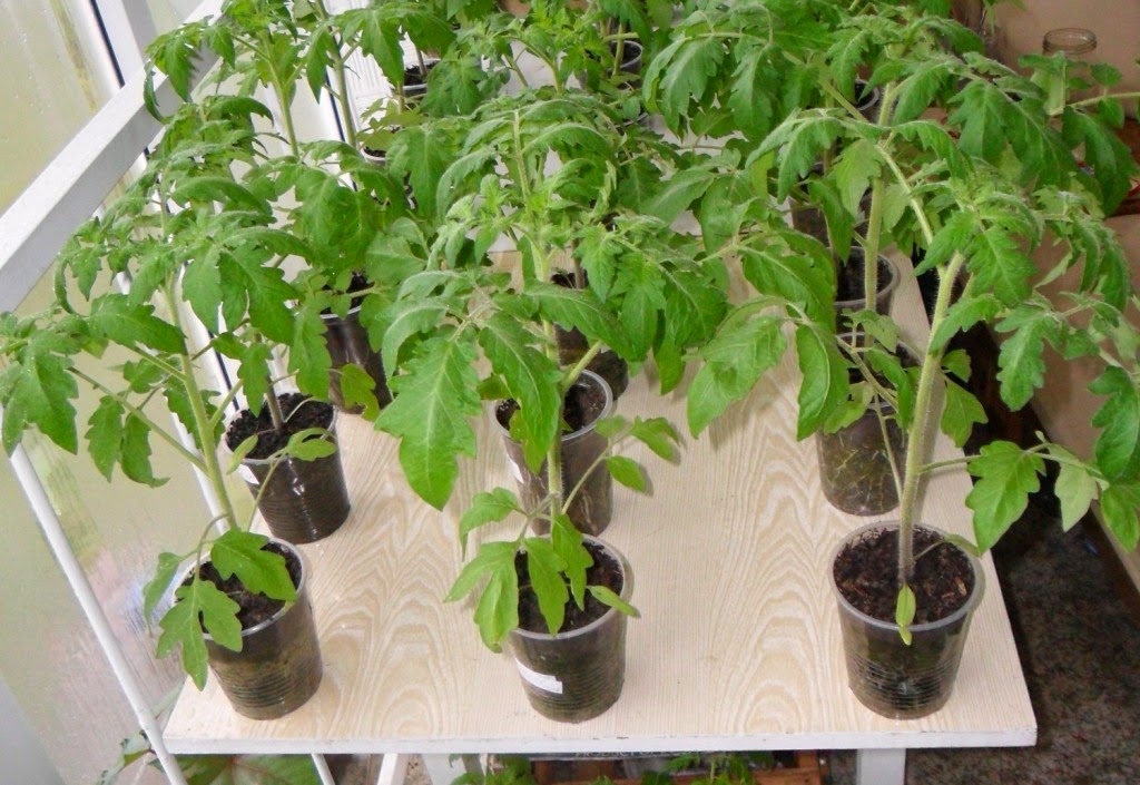Anzuchterde für Tomaten im Haus